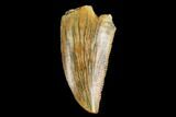 Serrated, Raptor Tooth - Real Dinosaur Tooth #124273-1